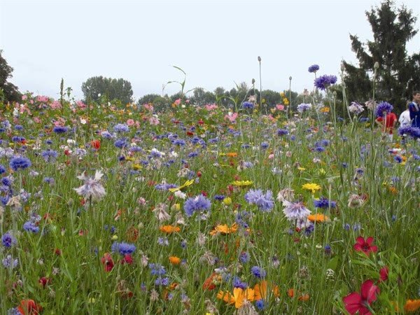 Blühwiese mit Kornblumen und Mohn