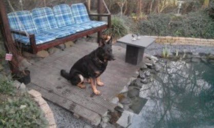 Hund Rico sitzt auf der Terrasse am Teich