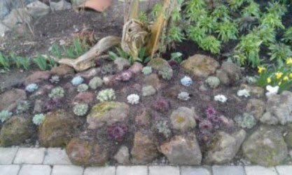 Beet mit Sedum und Steinen